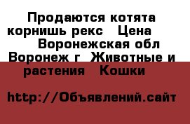 Продаются котята корнишь-рекс › Цена ­ 5 000 - Воронежская обл., Воронеж г. Животные и растения » Кошки   